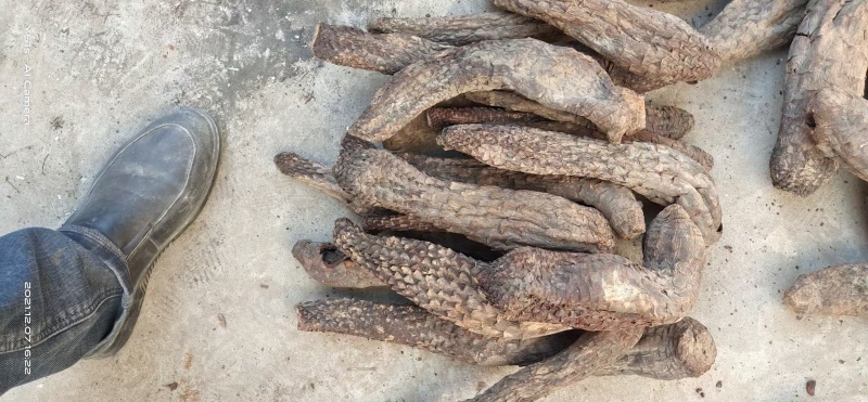 肉苁蓉