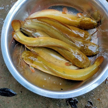 塘角鱼粒苗