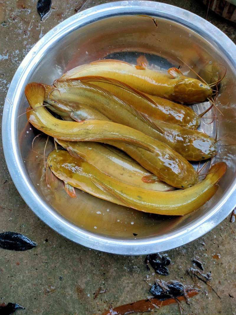 塘角鱼粒苗