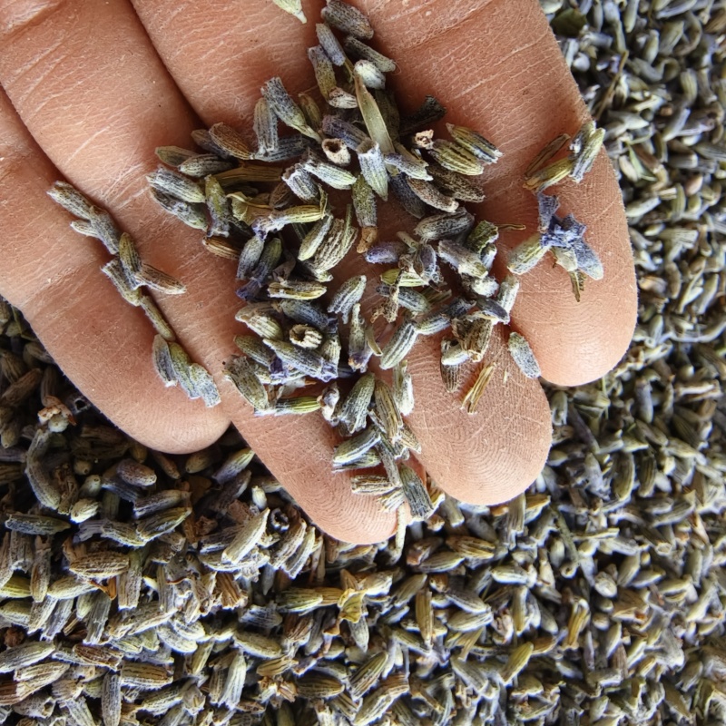 薰衣草干花粒祥泰药材栈中药材批发零售实物拍摄量多从优