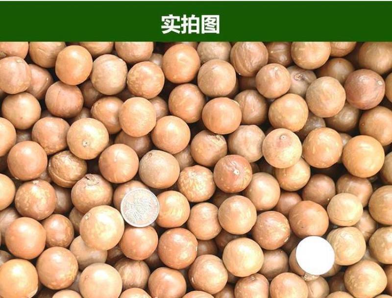 云南夏威夷果澳洲坚果种植基地直发量大带皮去皮烘干