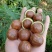 云南夏威夷果澳洲坚果种植基地直发量大带皮去皮烘干