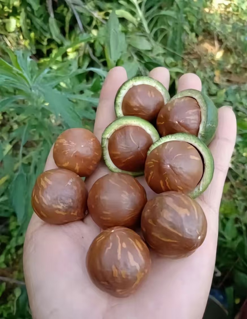 云南夏威夷果澳洲坚果种植基地直发量大带皮去皮烘干
