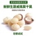 云南夏威夷果澳洲坚果种植基地直发量大带皮去皮烘干