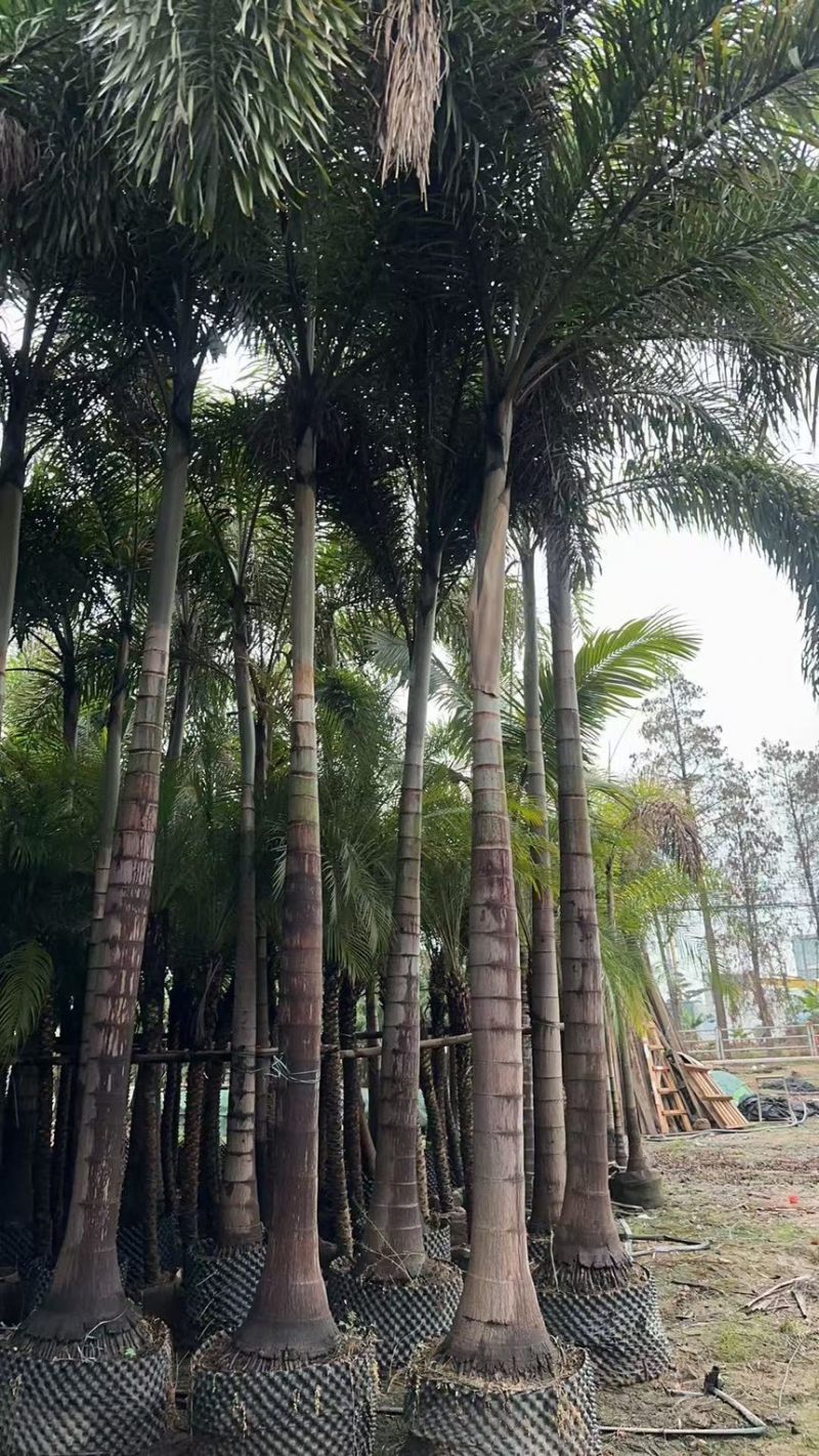 狐尾椰子树