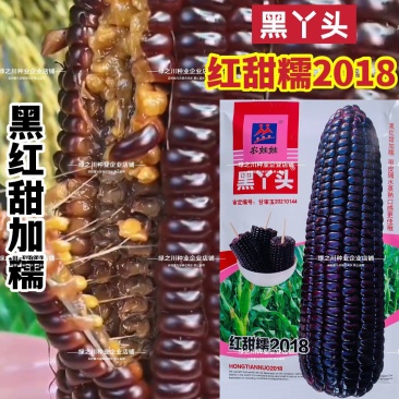 柔软甜香黑丫头红甜糯2018玉米种子大棒黑红甜加糯黑玉米
