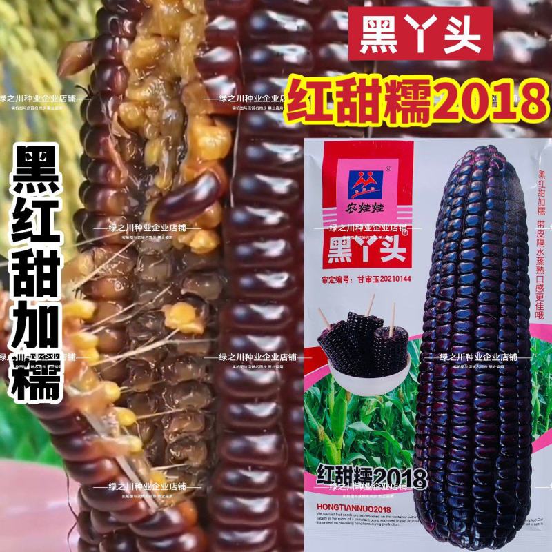 柔软甜香黑丫头红甜糯2018玉米种子大棒黑红甜加糯黑玉米