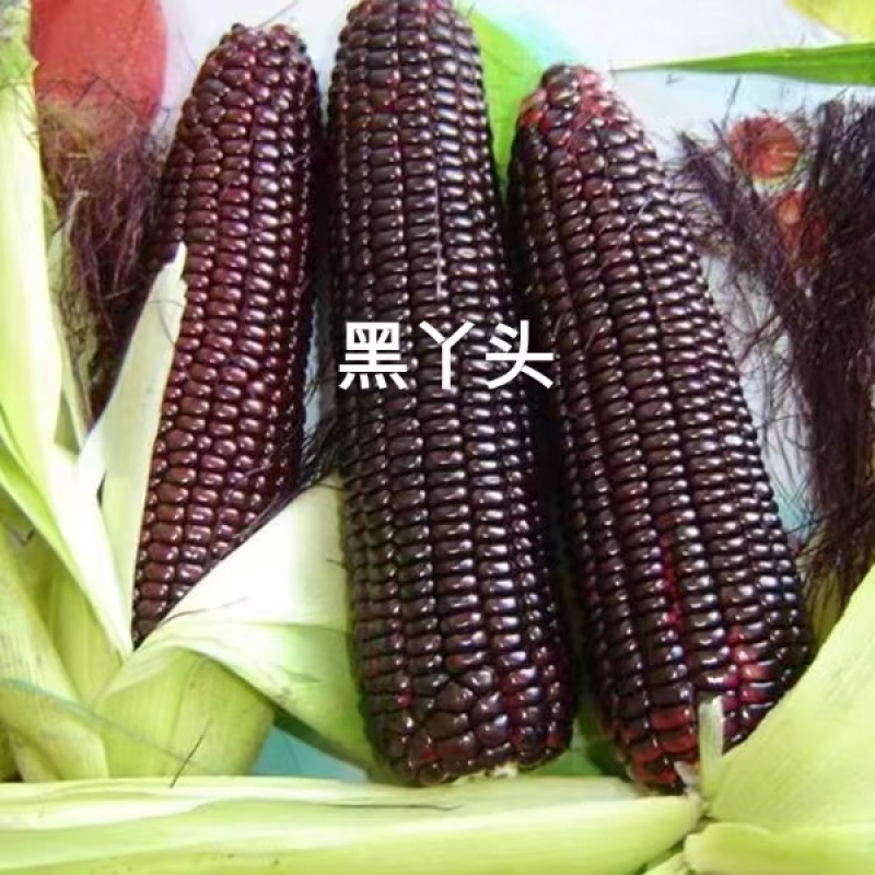 柔软甜香黑丫头红甜糯2018玉米种子大棒黑红甜加糯黑玉米