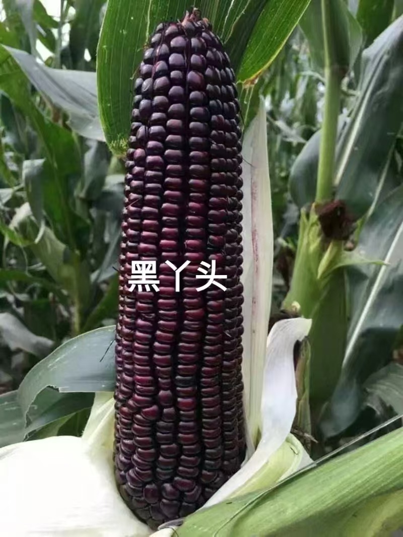 柔软甜香黑丫头红甜糯2018玉米种子大棒黑红甜加糯黑玉米