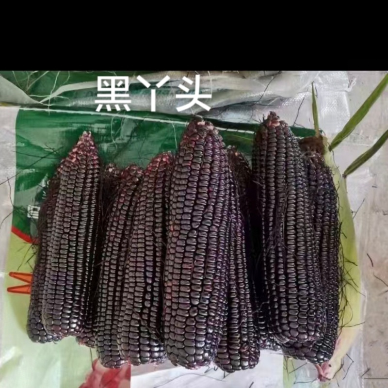 柔软甜香黑丫头红甜糯2018玉米种子大棒黑红甜加糯黑玉米