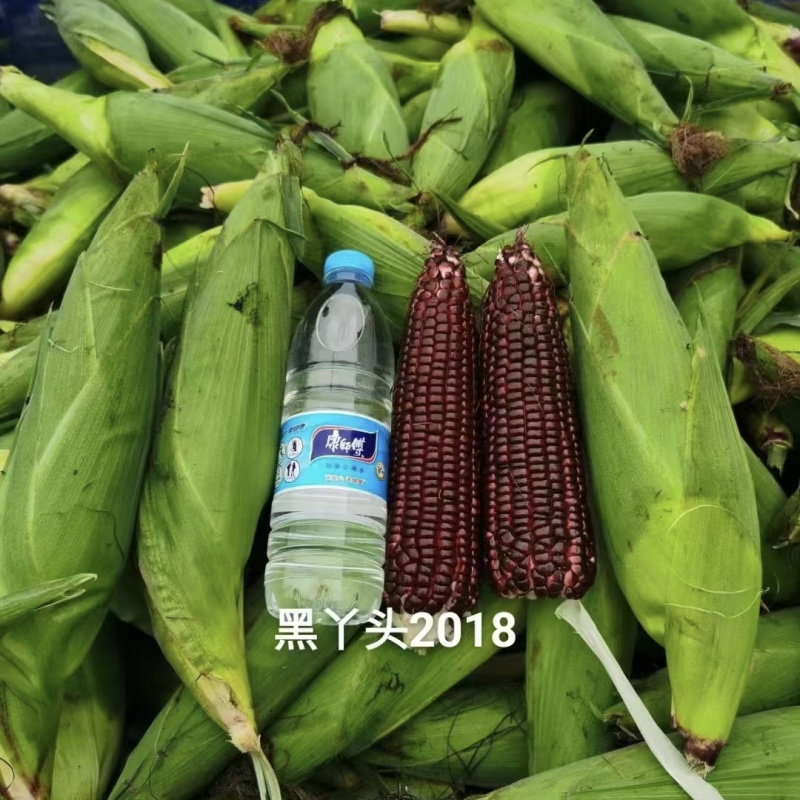 柔软甜香黑丫头红甜糯2018玉米种子大棒黑红甜加糯黑玉米