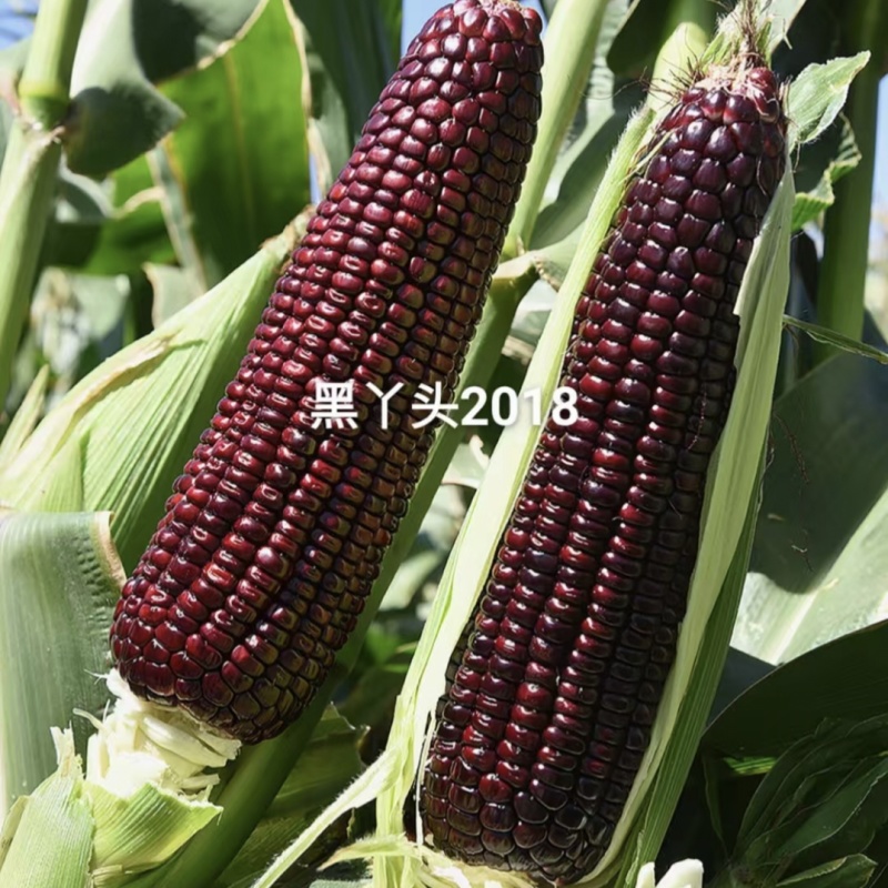 柔软甜香黑丫头红甜糯2018玉米种子大棒黑红甜加糯黑玉米