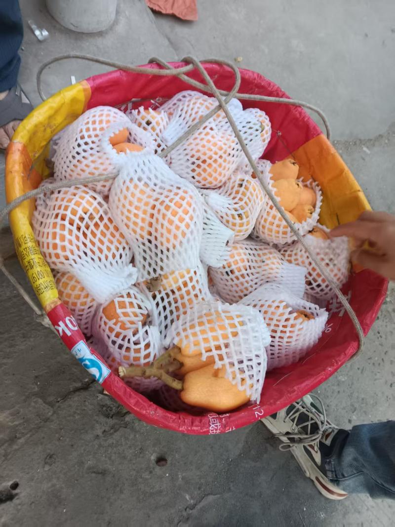 枇杷