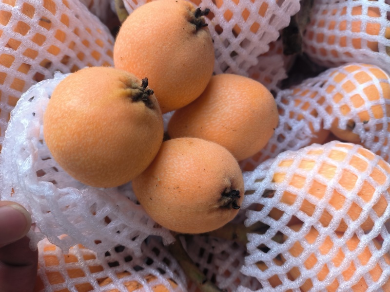 枇杷