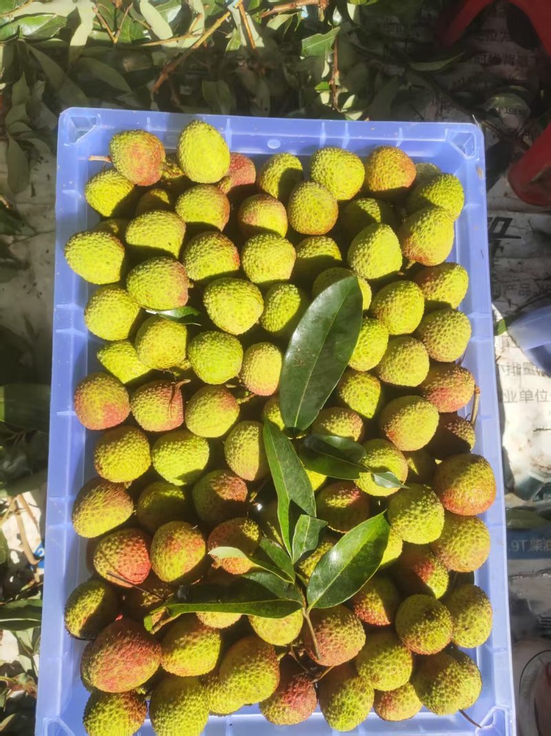广东荔枝