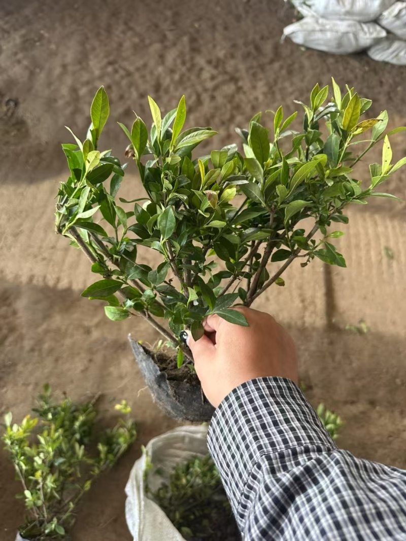 栀子花基地供应栀子花，大叶中叶小叶牡丹栀子花丰香