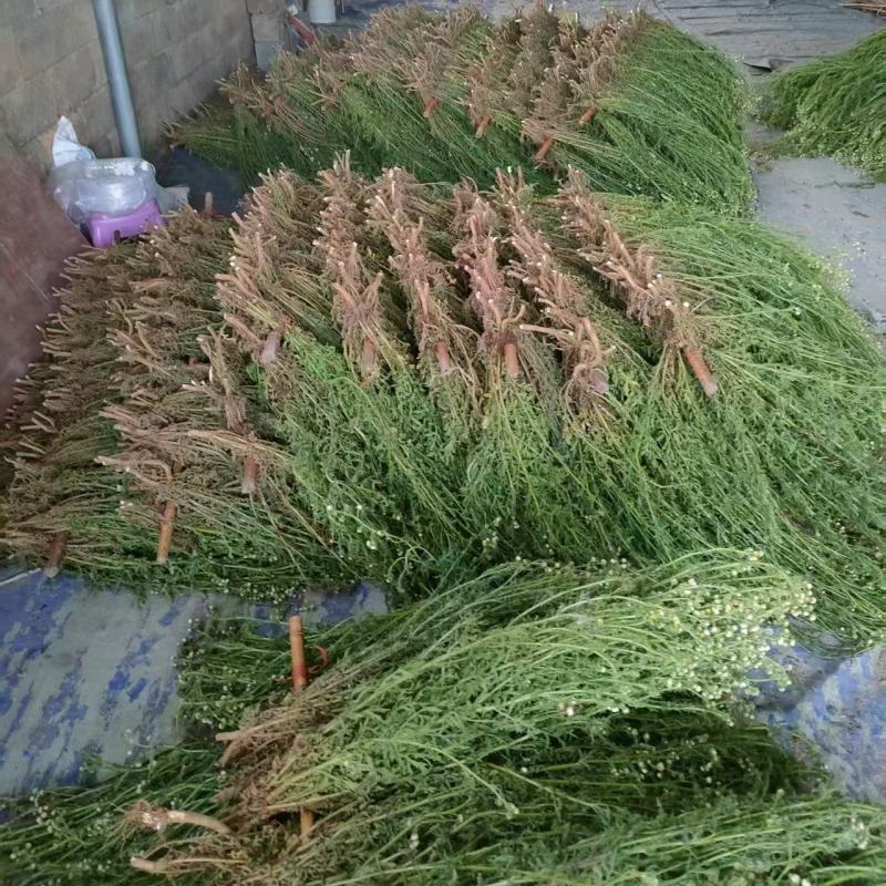 金龙胆草