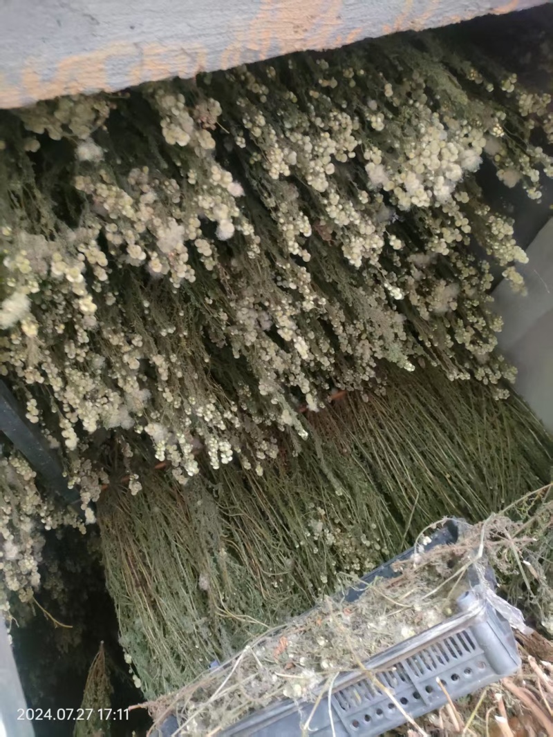 金龙胆草