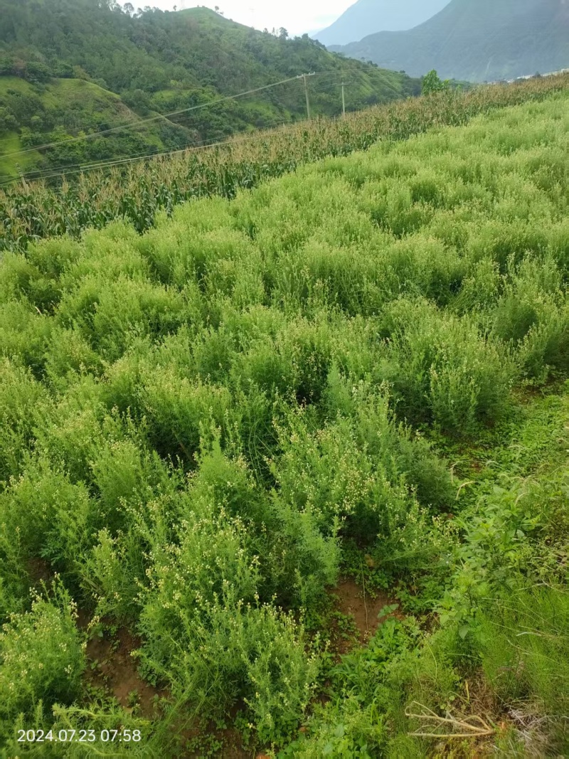 金龙胆草