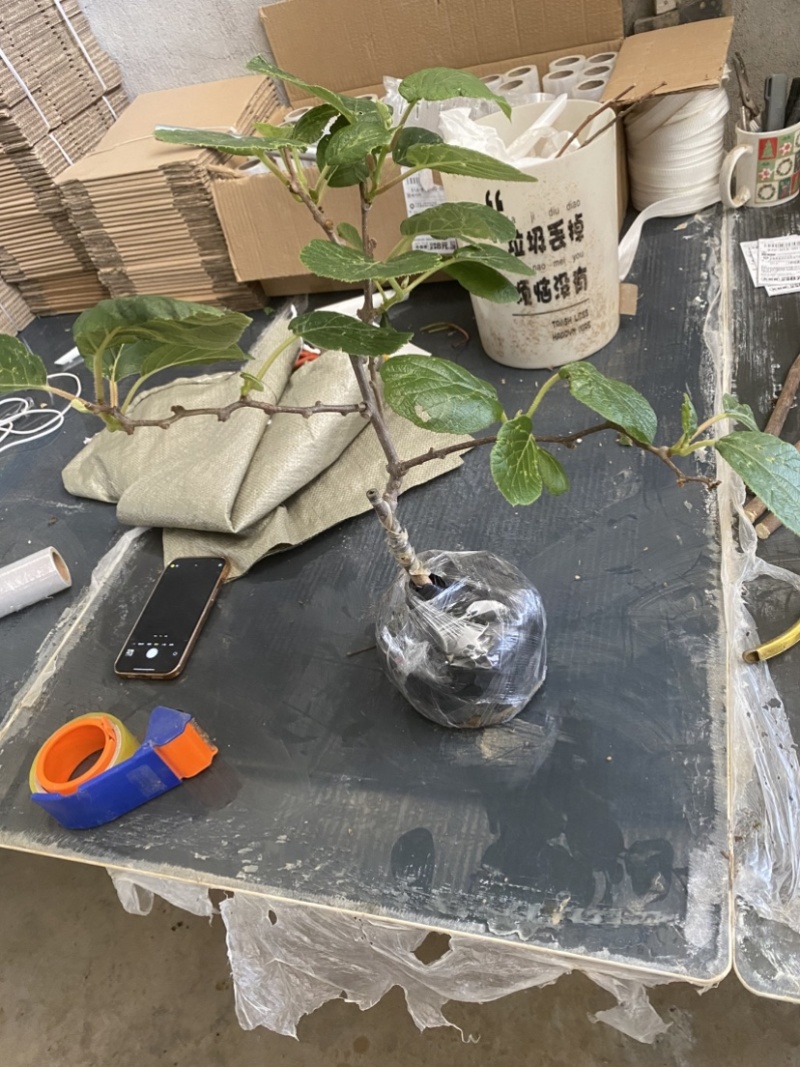红心猕猴桃树苗，盆栽苗，当年挂果，带盆发货，包邮