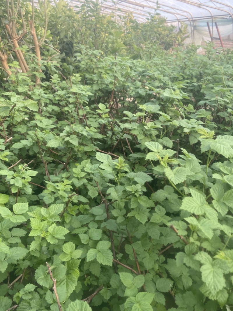 红心猕猴桃树苗，盆栽苗，当年挂果，带盆发货，包邮