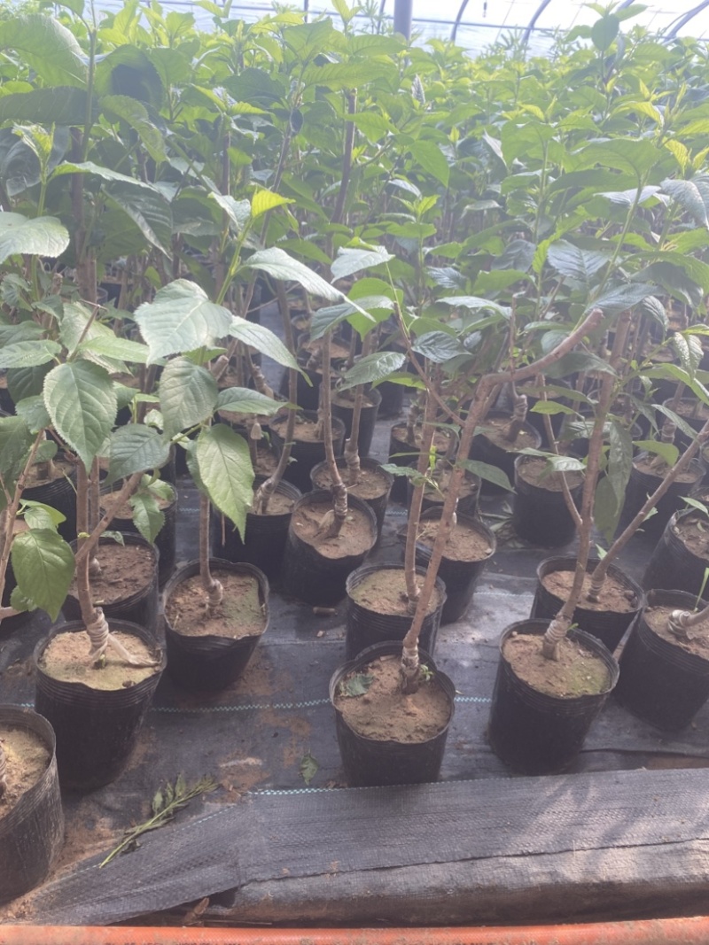 红心猕猴桃树苗，盆栽苗，当年挂果，带盆发货，包邮