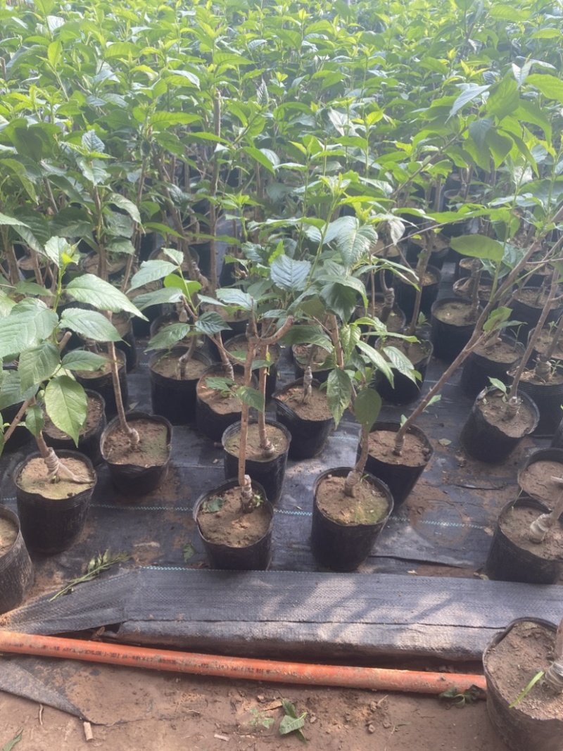 红心猕猴桃树苗，盆栽苗，当年挂果，带盆发货，包邮