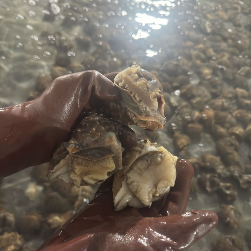 海螺