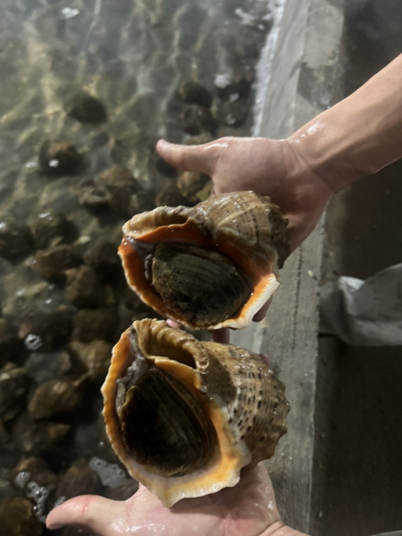 海螺