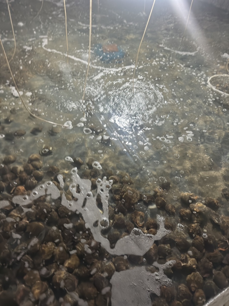 海螺