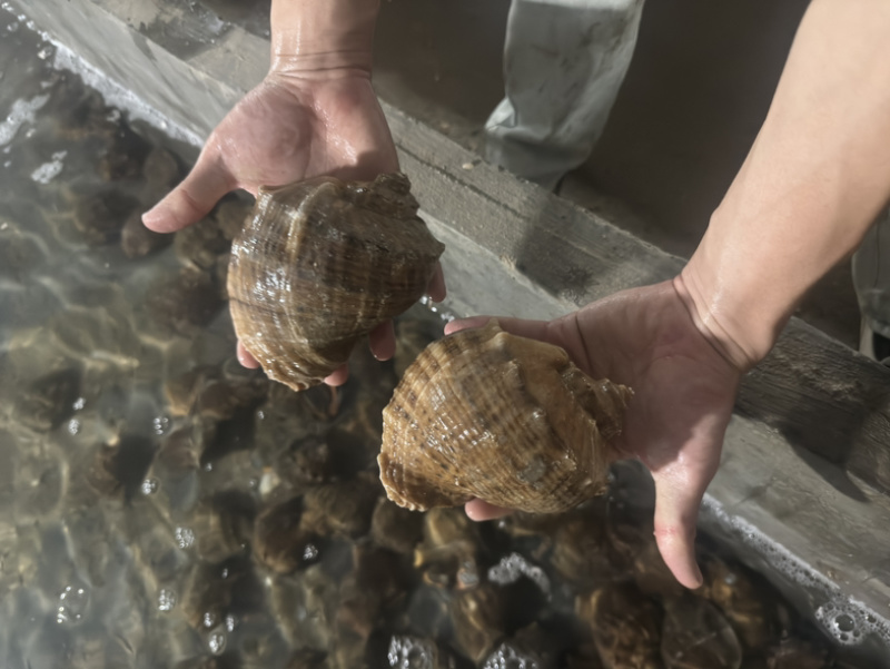 海螺