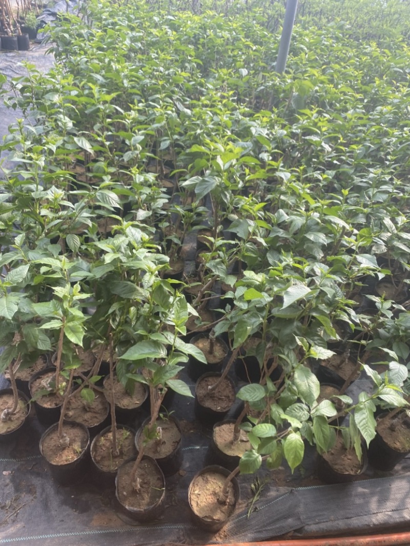 黄心猕猴桃盆栽树苗，当年挂果，带盆发货