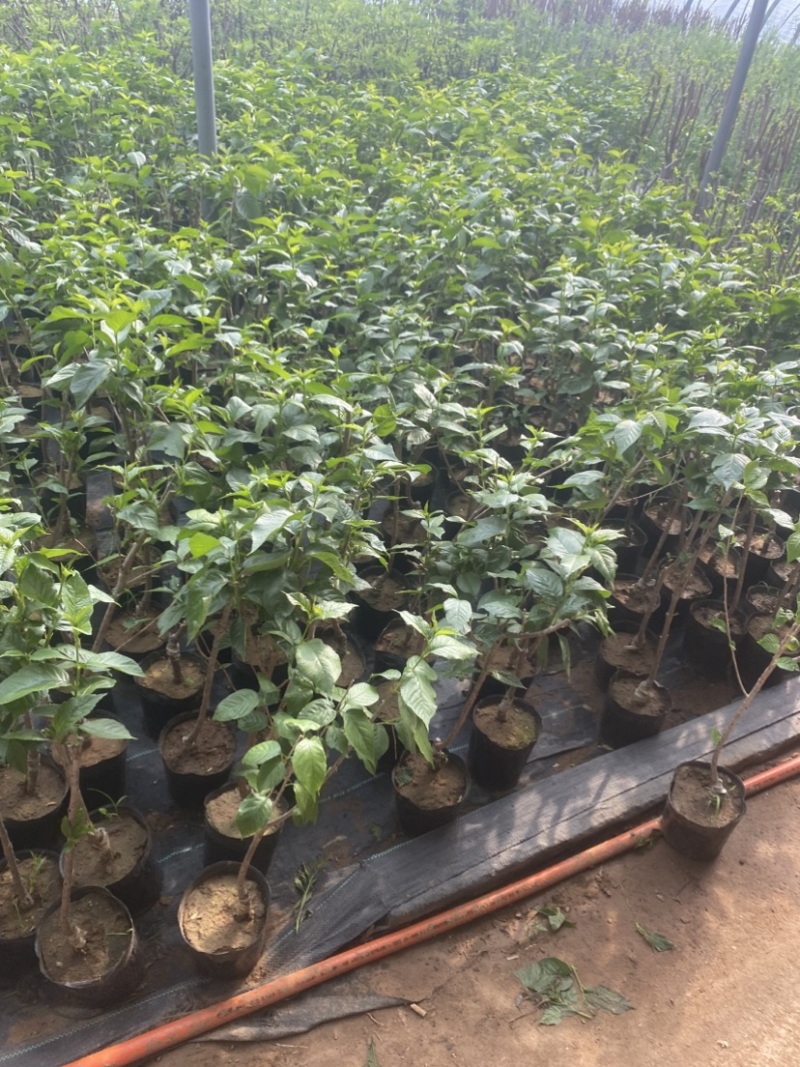 黄心猕猴桃盆栽树苗，当年挂果，带盆发货