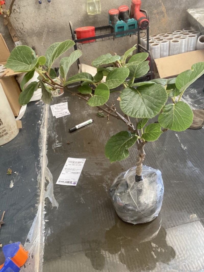 黄心猕猴桃盆栽树苗，当年挂果，带盆发货
