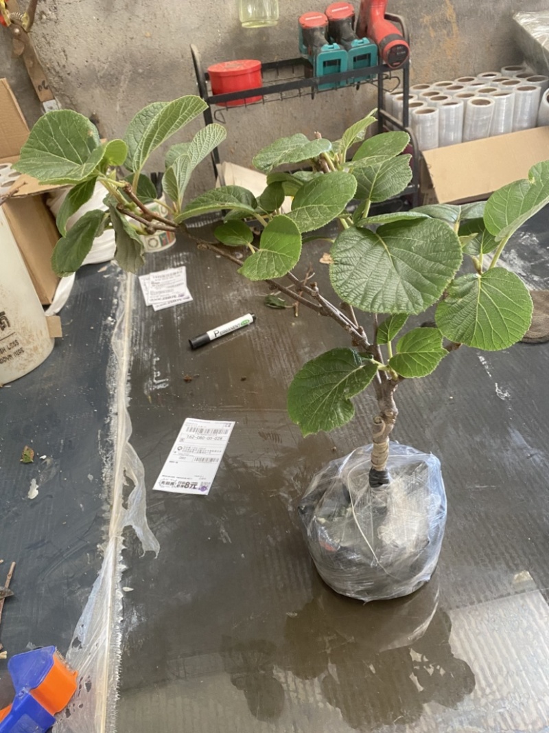 黄心猕猴桃盆栽树苗，当年挂果，带盆发货
