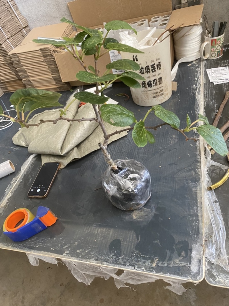 黄心猕猴桃盆栽树苗，当年挂果，带盆发货