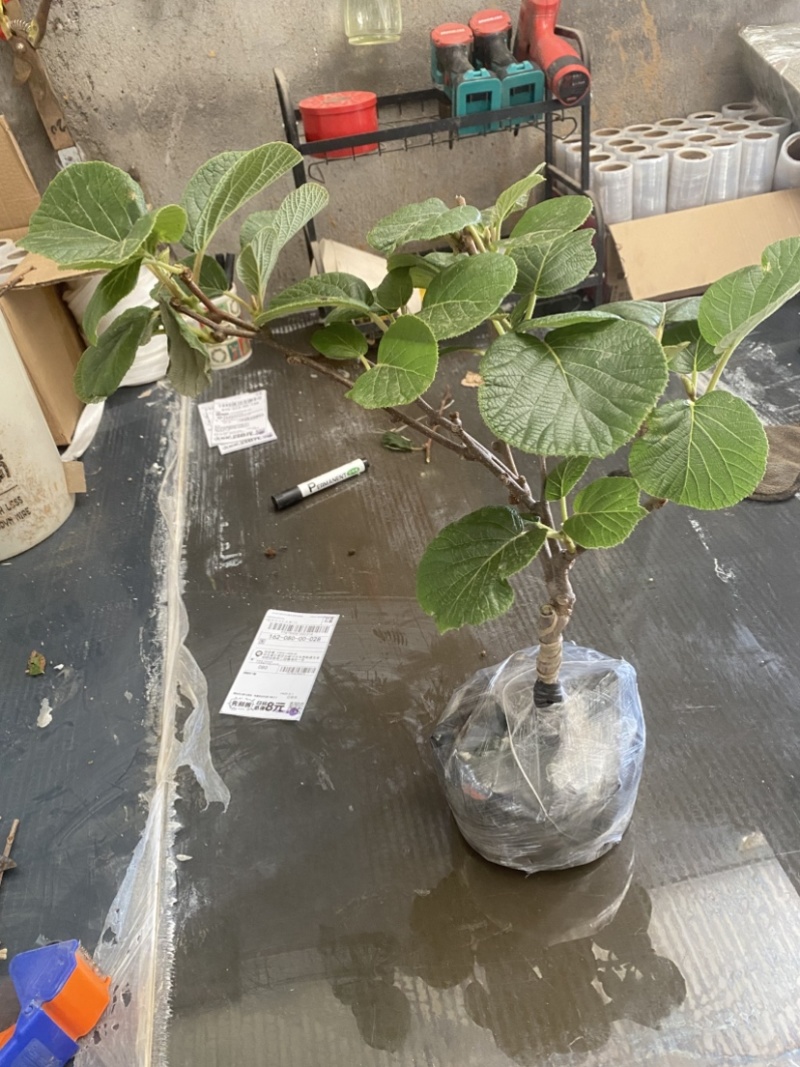黄心猕猴桃盆栽树苗，当年挂果，带盆发货