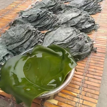 盐渍海带头半干盐海带颜色青绿皮张大跑江湖地摊一手货源