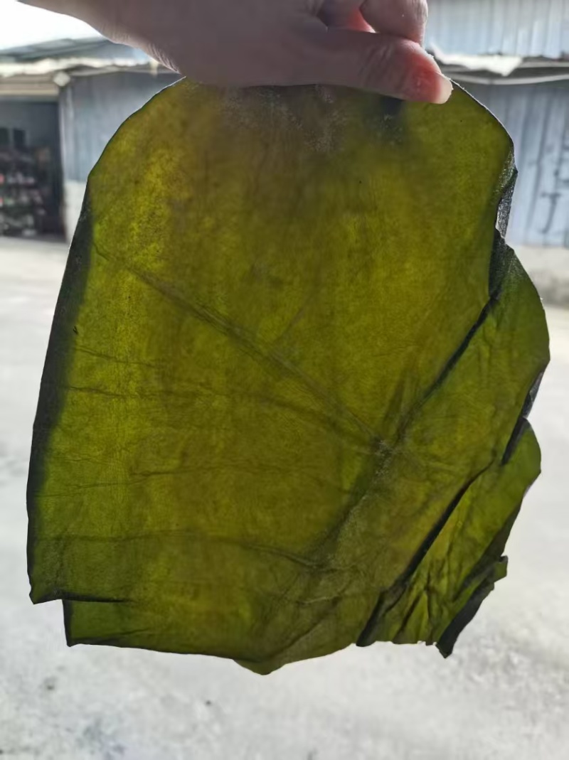 盐渍海带头半干盐海带颜色青绿皮张大跑江湖地摊一手货源