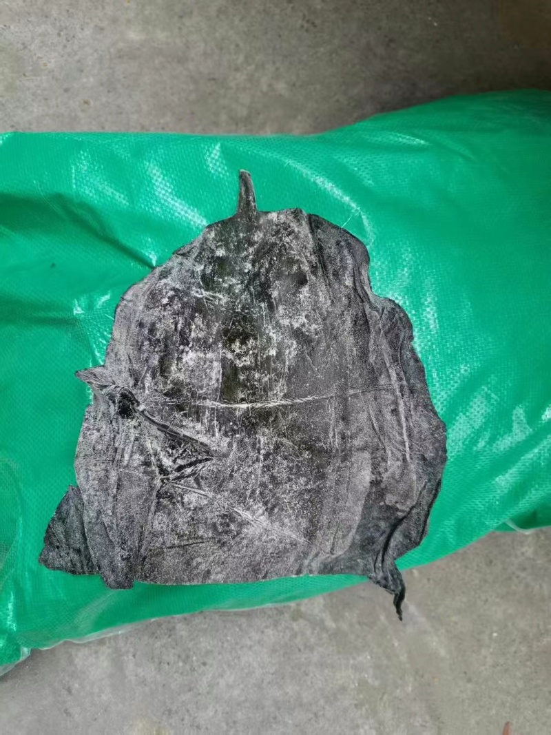 盐渍海带头半干盐海带颜色青绿皮张大跑江湖地摊一手货源