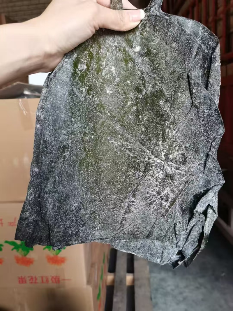 盐渍海带头半干盐海带颜色青绿皮张大跑江湖地摊一手货源