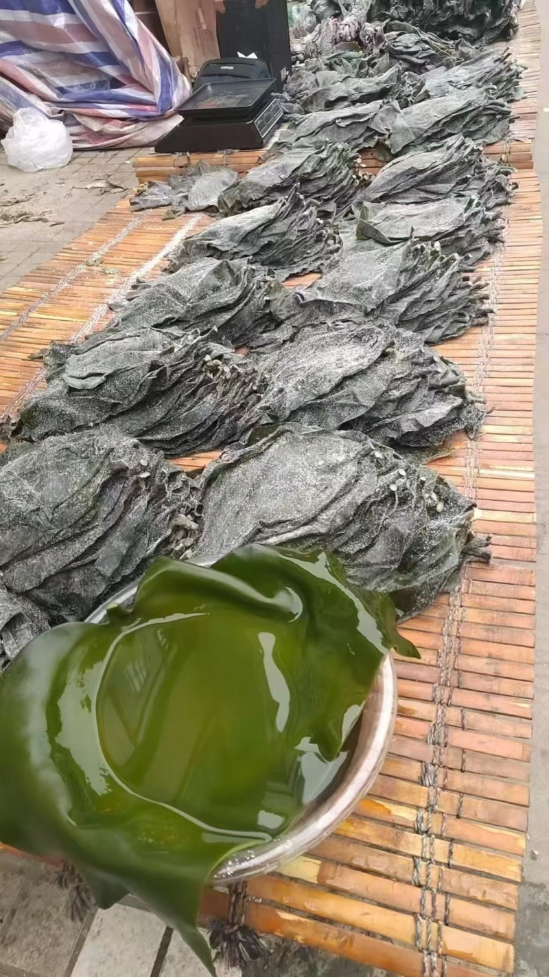 盐渍海带头半干盐海带颜色青绿皮张大跑江湖地摊一手货源
