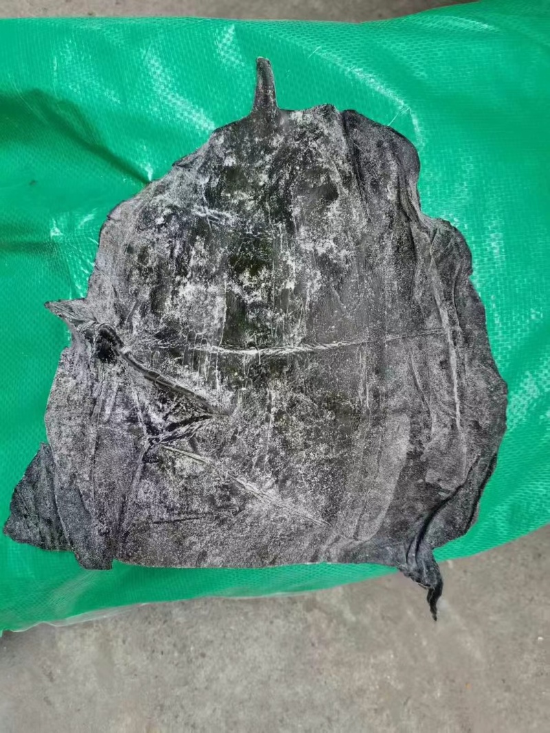 盐渍海带头半干盐海带颜色青绿皮张大跑江湖地摊一手货源