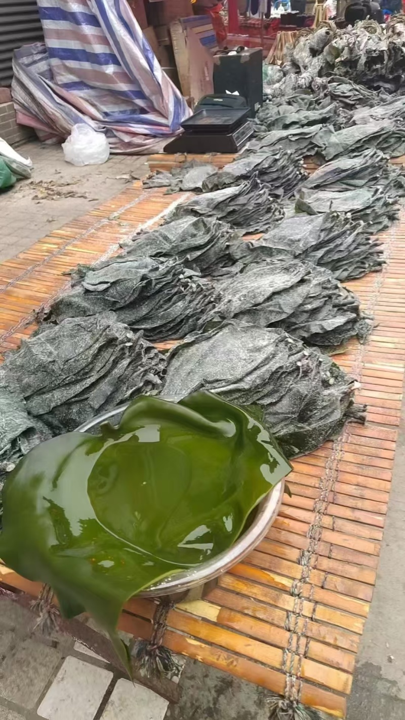 盐渍海带头半干盐海带颜色青绿皮张大跑江湖地摊一手货源