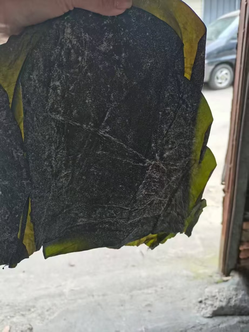 盐渍海带头半干盐海带颜色青绿皮张大跑江湖地摊一手货源