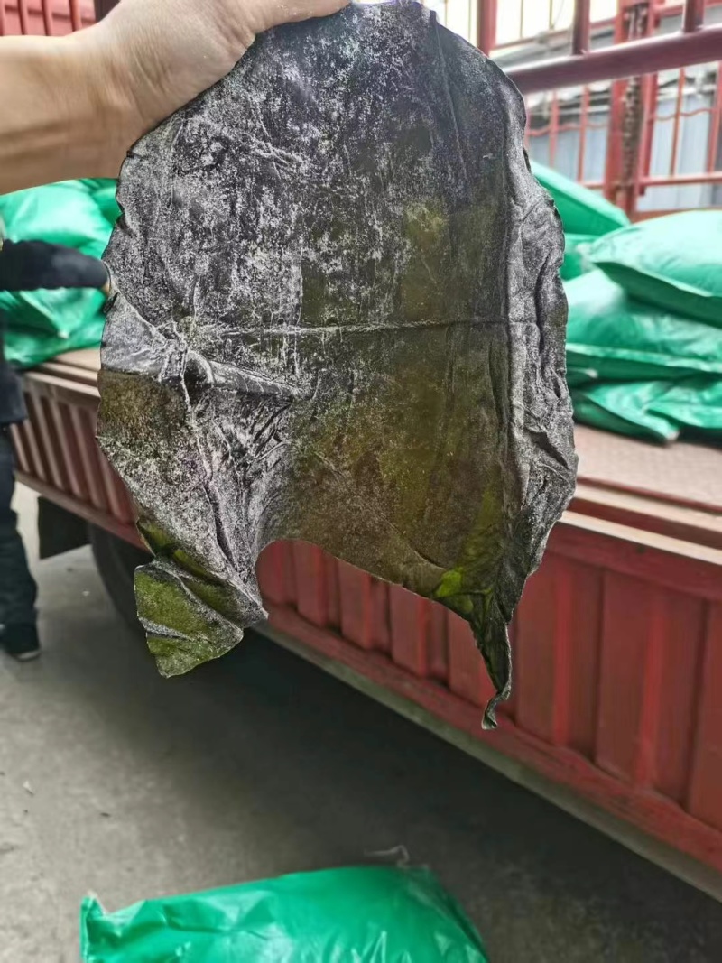 盐渍海带头半干盐海带颜色青绿皮张大跑江湖地摊一手货源