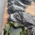 盐渍海带头半干盐海带颜色青绿皮张大跑江湖地摊一手货源