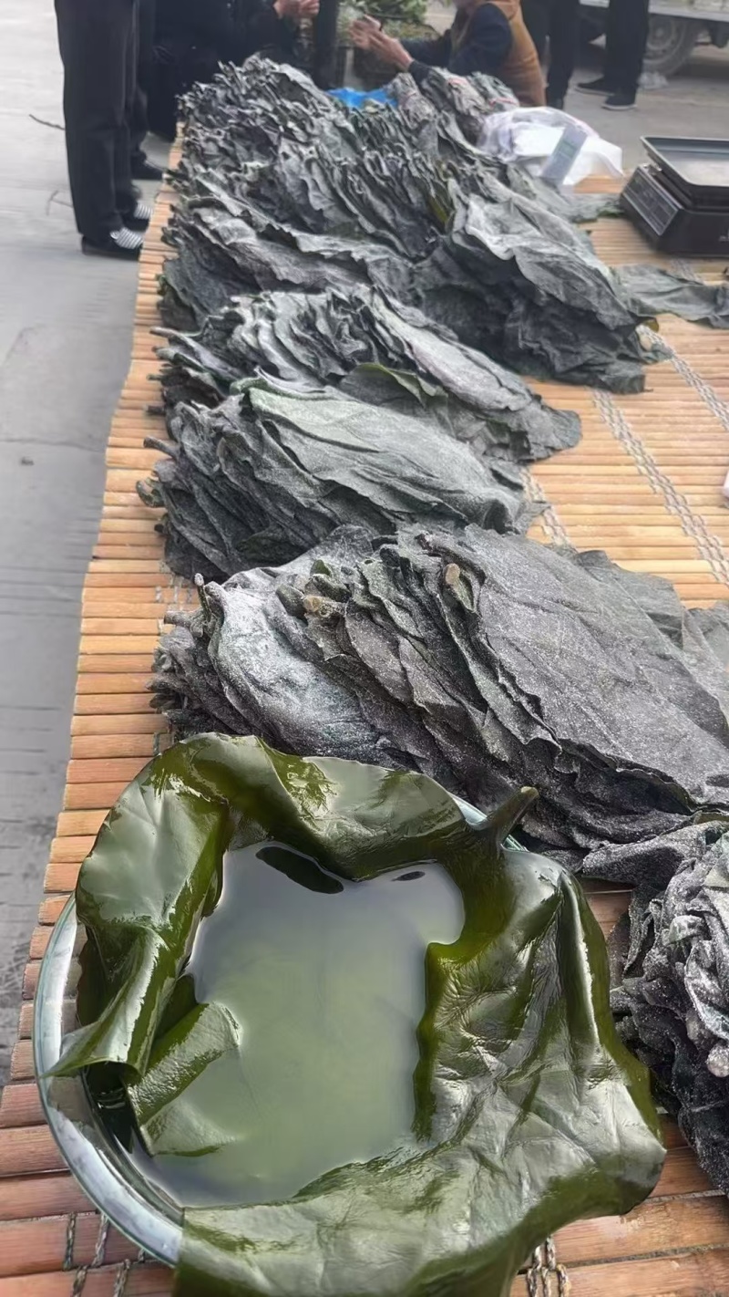 盐渍海带头半干盐海带颜色青绿皮张大跑江湖地摊一手货源