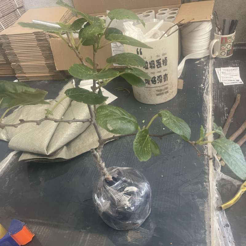 猕猴桃盆栽苗，当年种植当年挂果，红心带叶发货