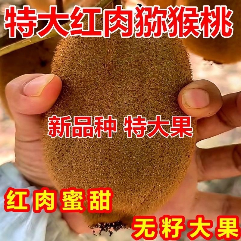 猕猴桃盆栽苗，当年种植当年挂果，红心带叶发货